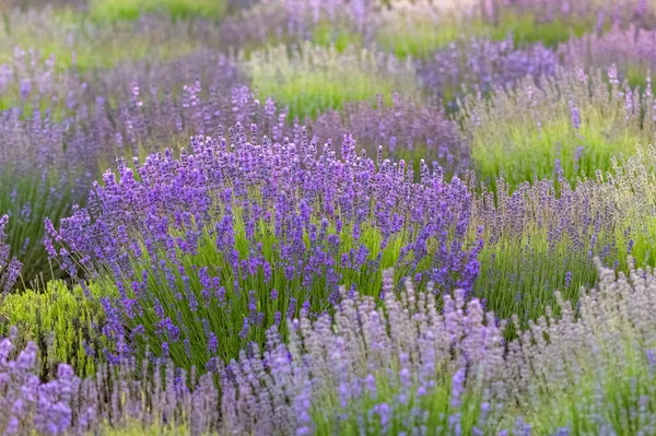 Levandulové Pole Provence Krásné Světlo Při Západu Slunce — Stock fotografie