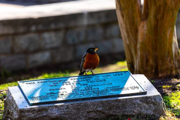 Close Belo Pássaro Está Descansando Uma Placa — Fotografia de Stock