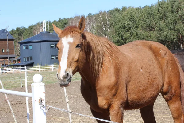 Close Brown American Quarter Horse Fazenda — Fotografia de Stock