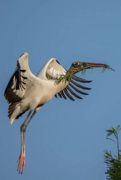 Una Cigüeña Madera Mycteria Americana Vuelo Florida — Foto de Stock