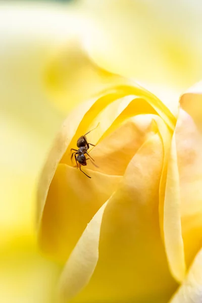 Mravenec Kráčející Jaře Žlutých Okvětních Lístcích Růže — Stock fotografie