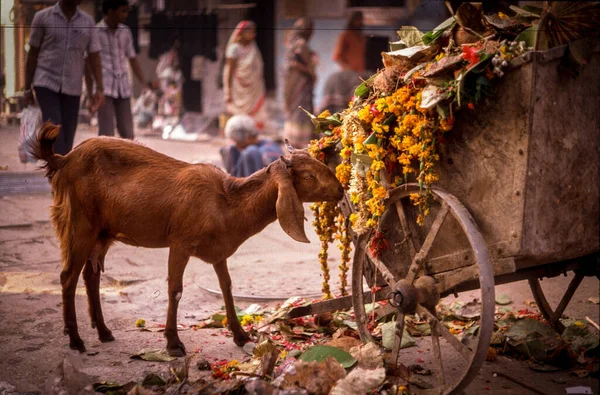 Brun Get Äter Blommor Gatan Varanasi Indien — Stockfoto