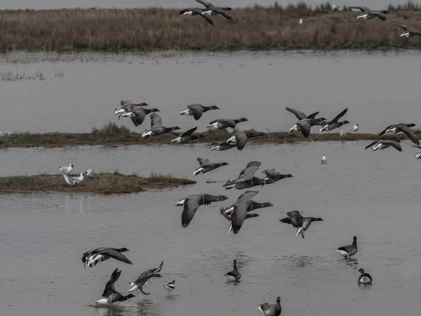 Flock Avocets Frampton Marsh Naturreservat Wyberton England Storbritannien — Stockfoto