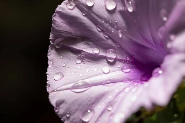 Närbild Bild Lila Blomma Med Vattendroppar Den Med Svart Bakgrund — Stockfoto