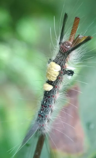 Ett Vertikalt Skott Brun Tussock Mal Eller Hårig Tussock Mal — Stockfoto