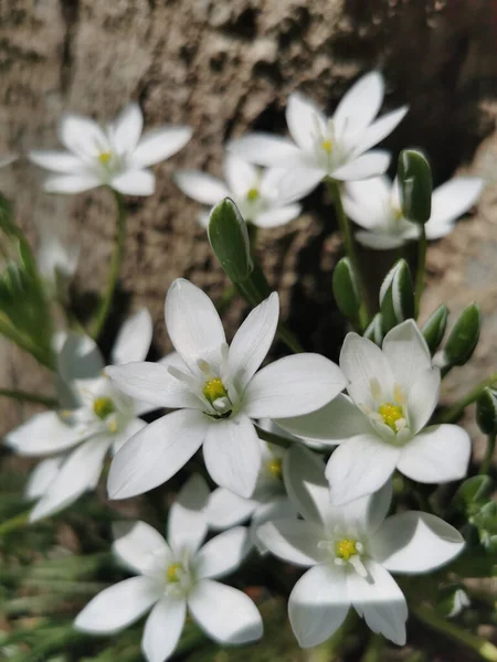 Gros Plan Vertical Une Fleur Étoile Bethléem Ornithogalum Umbellatum Poussant — Photo