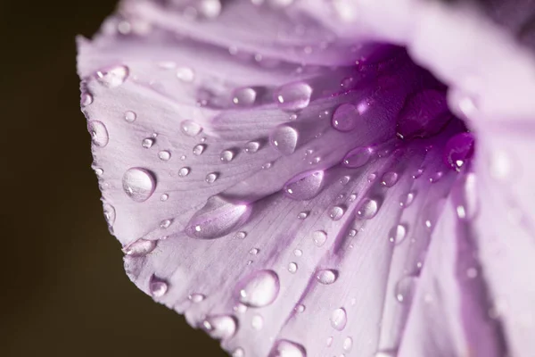 一朵紫色花的特写镜头 上面有水滴 背景是黑色的 — 图库照片