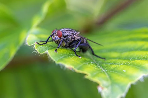 Mosca Doméstica Sentada Sobre Una Hoja Verde Jardín — Foto de Stock