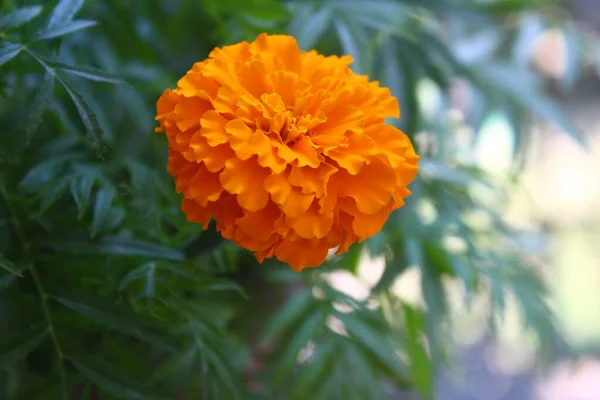 Gros Plan Belle Fleur Souci Orange — Photo