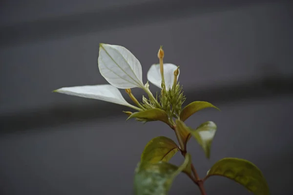 Beautiful Shot White Bougainvillea Flower — Stock Photo, Image