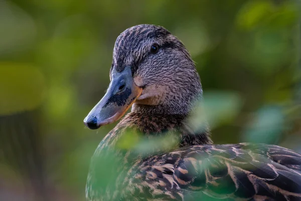 一只可爱的褐色鸭的肖像 — 图库照片