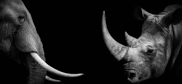Scară Gri Unui Elefant Unui Rinocer Fundal Negru — Fotografie, imagine de stoc