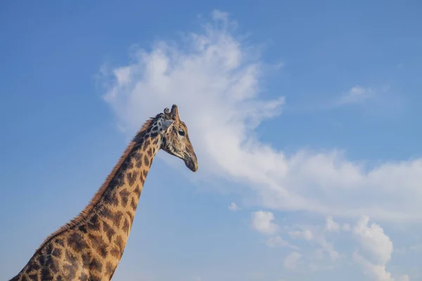 Eine Flache Aufnahme Einer Langhalsigen Giraffe Unter Dem Blauen Wolkenverhangenen — Stockfoto