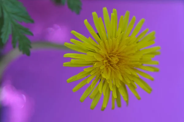 Крупный План Одного Желтого Одуванчика Выделен Фиолетовом Фоне — стоковое фото