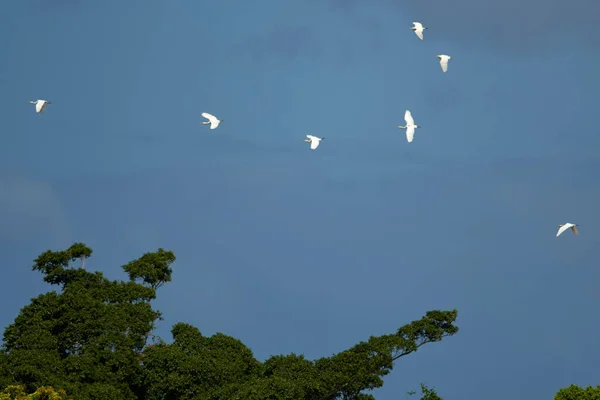 Tiro Ângulo Baixo Bando Pássaros Voando Tempo Sombrio — Fotografia de Stock