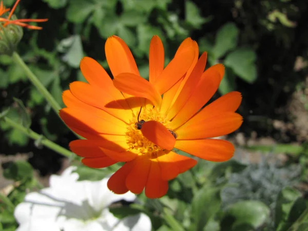 Closeup Shot Orange Calendula — Stock Photo, Image