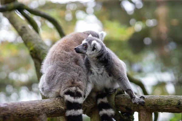 Närbild Ringsvansad Lemur — Stockfoto