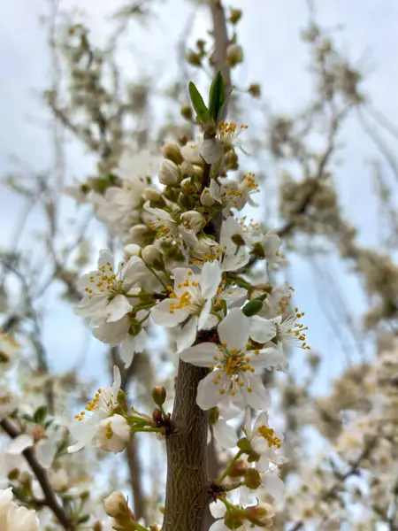 Een Verticaal Closeup Van Witte Kers Bloesem Een Aftakking Van — Stockfoto