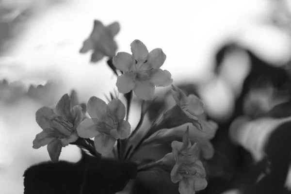 Eine Graustufe Eines Straußes Von Blumen — Stockfoto