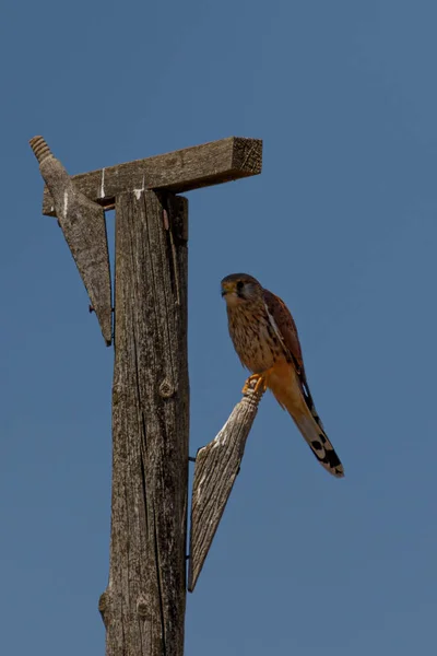 Vertical Shot Common Kestrel Sitting Wood — Stock Photo, Image