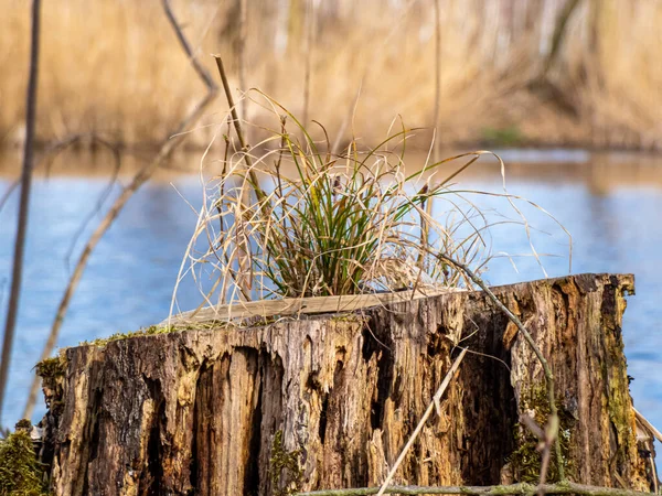 Tronco Árvore Serrada Com Planta Fresca Frente Lago — Fotografia de Stock