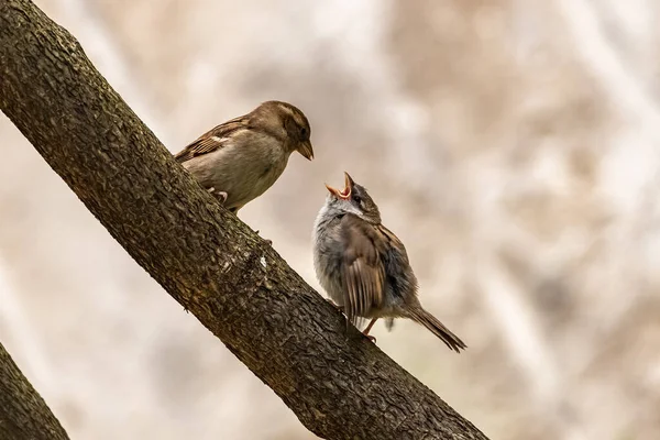 Baby Sparrow Waits His Mother Feed Him — Stock Photo, Image