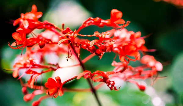 緑の背景に赤い花が咲いていました — ストック写真