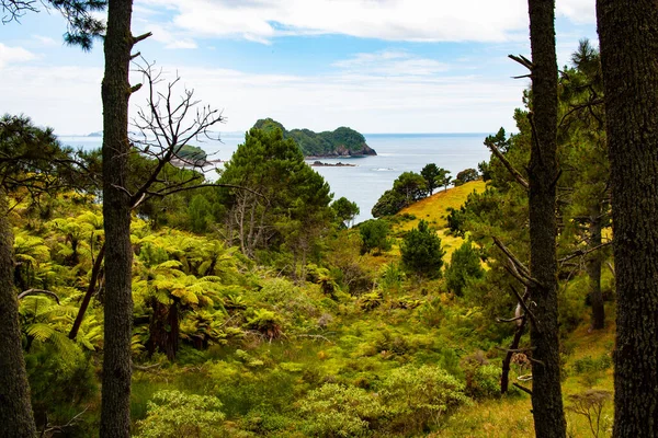Vue Sur Mer Travers Une Forêt Sur Coromandel Nouvelle Zélande — Photo