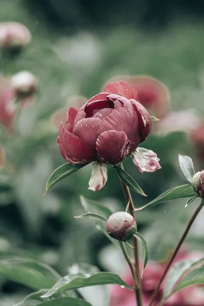Ένα Κάθετο Κοντινό Πλάνο Ενός Ροζ Peony Officinalis Που Φυτρώνει — Φωτογραφία Αρχείου