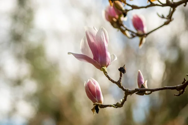 Zbliżenie Magnolia Kwiat Pąki Parku — Zdjęcie stockowe