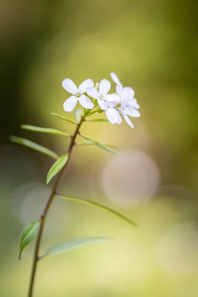 Closeup Cardamine Bulbifera Flower Park — Stock Photo, Image