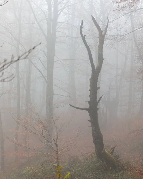 Egy Gyönyörű Őszi Erdő Lehullott Száraz Levelekkel Magas Fákkal Egy — Stock Fotó