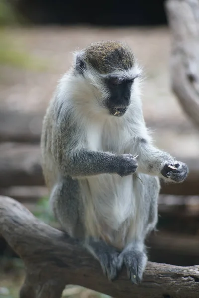 Vertical Shot Vervet Monkey Sitting Wooden Branch Blurred Background — Stock Photo, Image