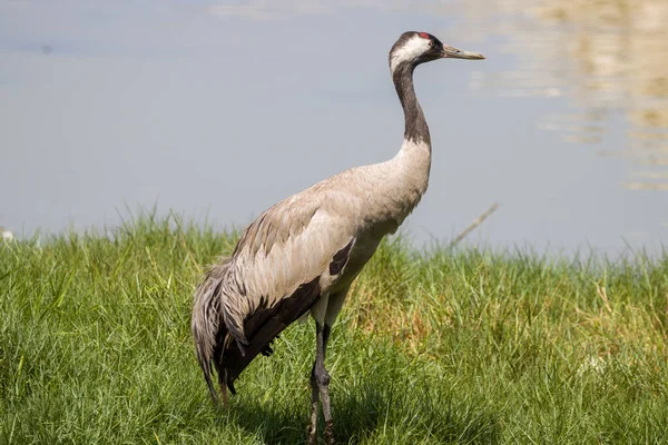 Closeup Demoiselle Crane Standing Green Grass River — Stock Photo, Image