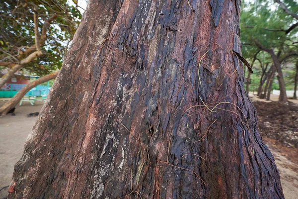 Detailní Záběr Starou Kůru Stromu — Stock fotografie