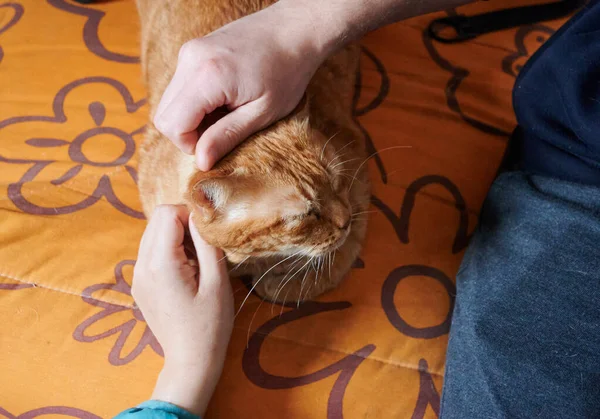 Osoba Hrající Kočkou Oranžovou Srstí Ležící Oranžovém Prostěradle Kreslenými Květy — Stock fotografie