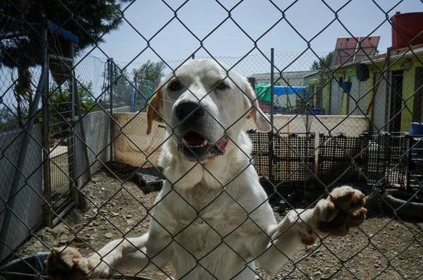Close Cão Pastor Ásia Central Subindo Uma Cerca Corrente — Fotografia de Stock