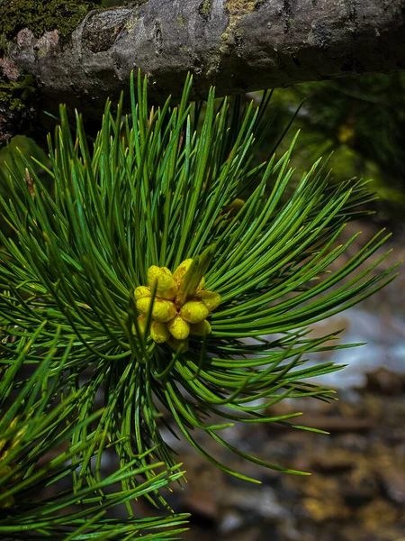 小さなコーンと緑の松の枝の垂直ショット — ストック写真