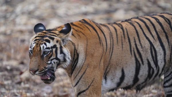 Gros Plan Tigre Marchant Travers Champ Travers Blé Grande Taille — Photo