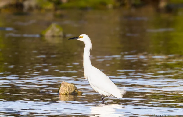 Beautiful Shot Snowy Egret — Stock Photo, Image