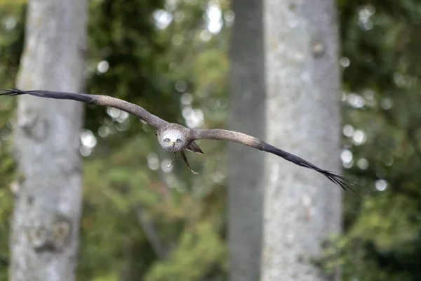 Ein Weißkopfseeadler Flug Mit Weit Ausgebreiteten Flügeln — Stockfoto