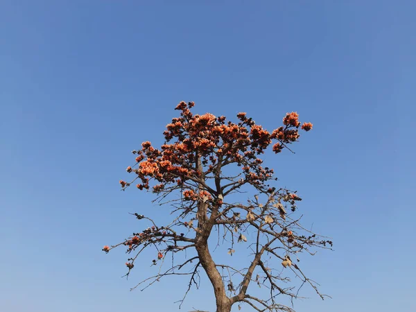 Низький Кут Зору Квіти Буфе Моносперми Цвітуть Дереві Тлі Блакитного — стокове фото