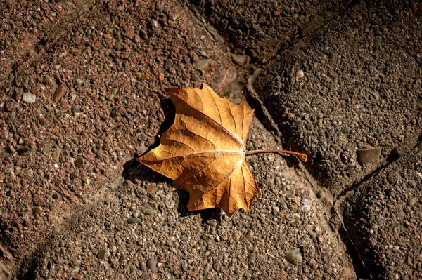 日中は地面にオレンジの葉の美しいショット — ストック写真