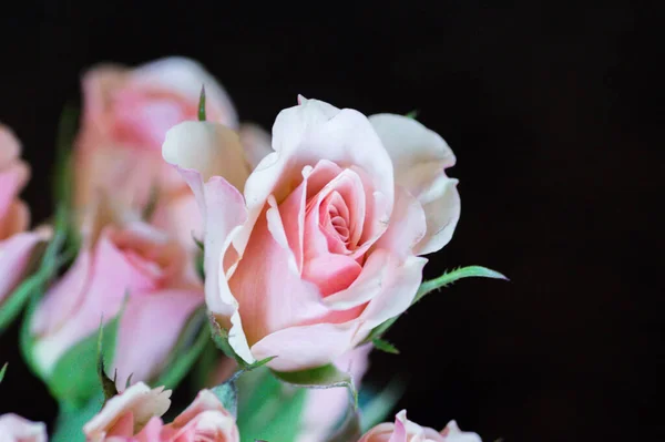 Bouquet Pink Roses Isolated Black Background — Stock Photo, Image