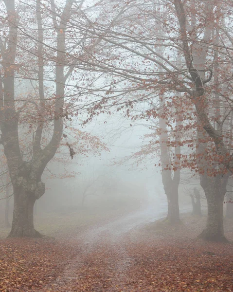 Une Journée Automne Brumeuse Dans Une Forêt — Photo