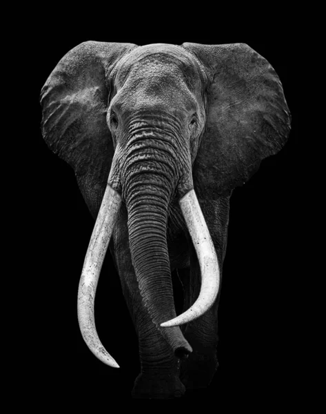 Selective Focus Shot Elephant Isolated Black Background — Stock Photo, Image