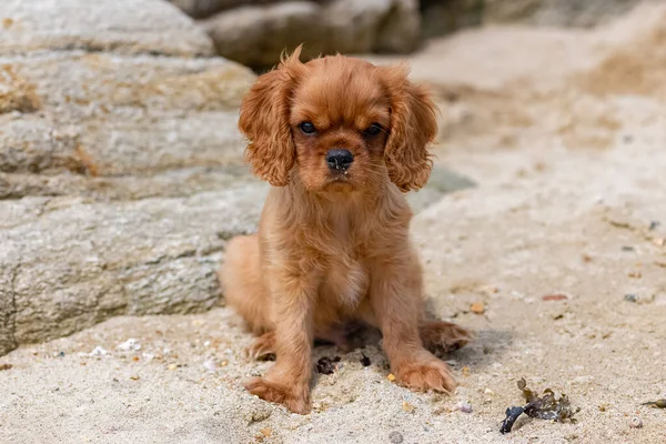 Süvari Köpek Kralı Charles Sahilde Oturan Yakut Bir Köpek Yavrusu — Stok fotoğraf