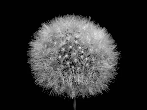 White Fluffy Dandelion Isolated Black Background — Stock Photo, Image