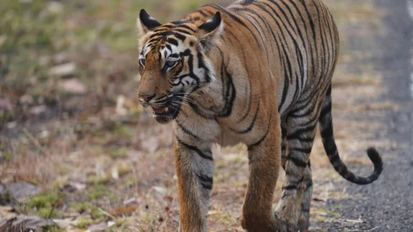 Gros Plan Tigre Marchant Sur Une Route — Photo