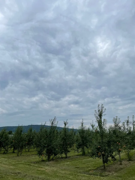在阴云密布的天空下 一个苹果树花园的美丽景色 — 图库照片